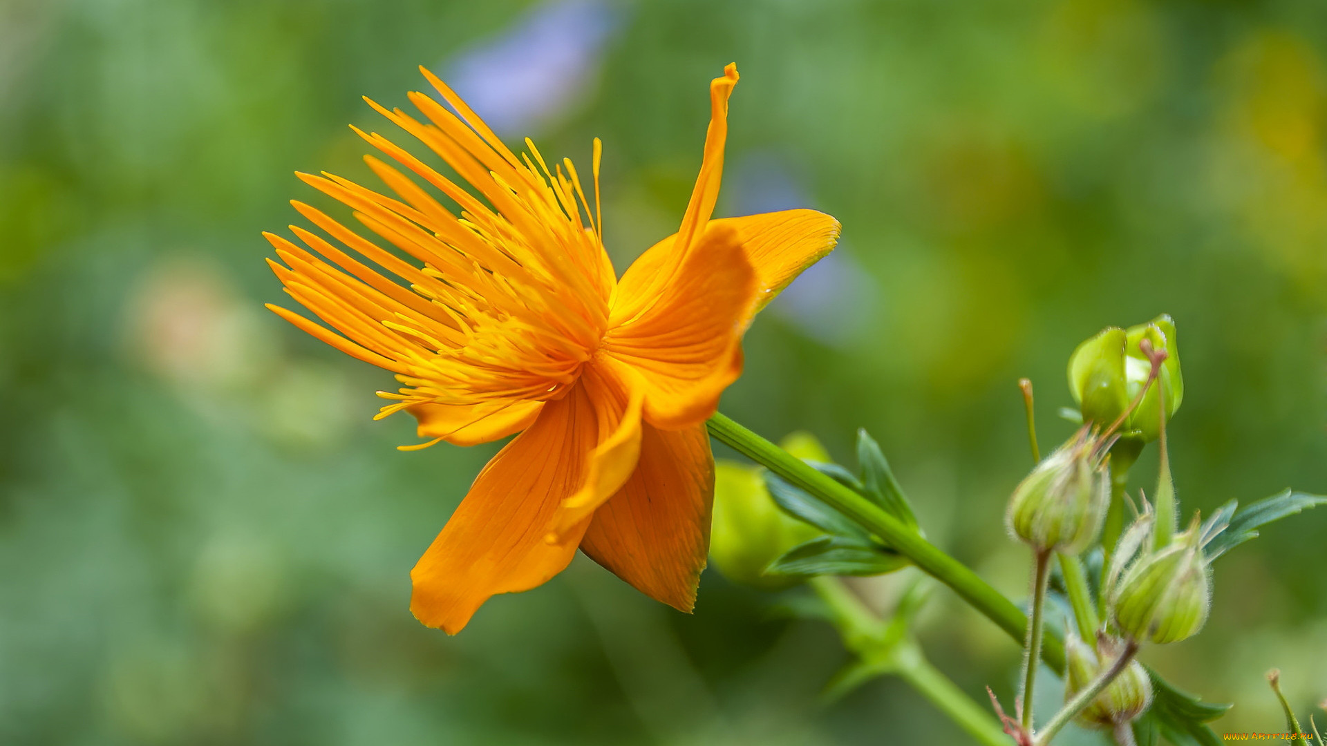 trollius chinensis,  , , trollius, chinensis, , 